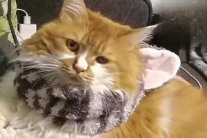 A Guide to Cat Toys
