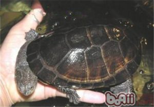 Acanthochelys radiolata (Brazilian Radiolated Swamp Turtle)