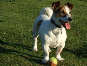 ack Russell Terrier