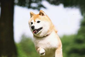 Acute Gastritis in Dogs and Cats: Symptoms, Treatment, and Prevention
