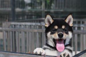 Acute Pancreatitis in Dogs and Cats