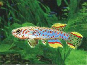 Aegean Killifish