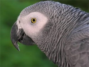 African Grey Parrot