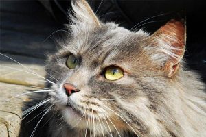 Agalactia in Dogs and Cats