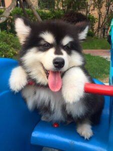Alaskan Malamute
