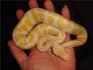 Albino Ball Python