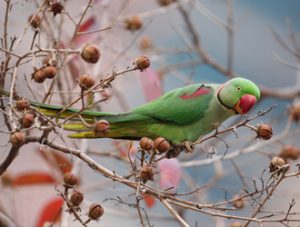 Alexandrine Parakeet