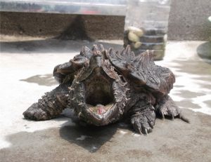Alligator Snapping Turtle