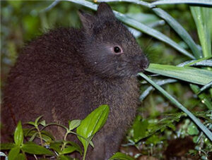 Amami Rabbit