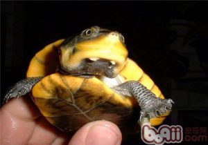 Amazon Mud Turtle