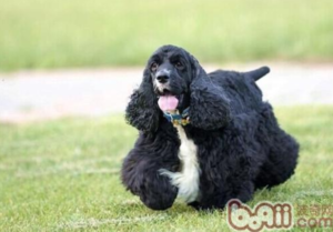 American Cocker Spaniel