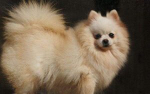 American Pomeranian