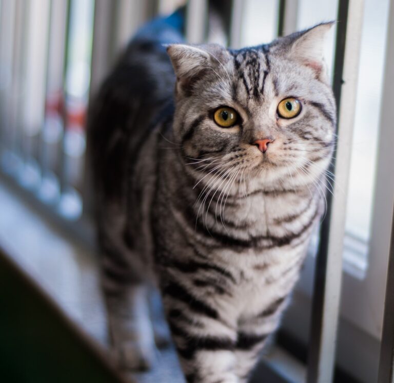 American Shorthair