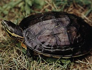 Annam Turtle