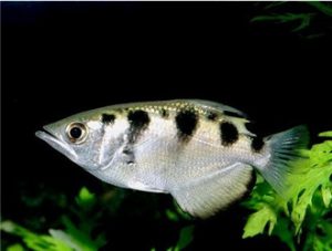 Archerfish