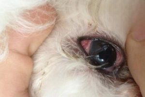 Are a Dog’s Red Eyes a Sign of Rabies?