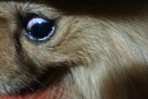 Are Bloodshot Eyes a Sign of Conjunctivitis?