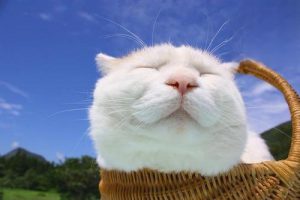 Are Cats Born Timid?