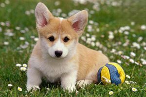 Ascites in Dogs and Cats