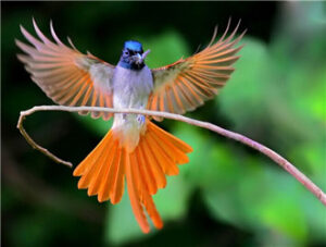 Asian Paradise-Flycatcher