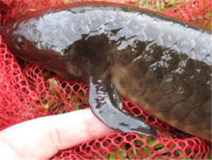 Australian Lungfish