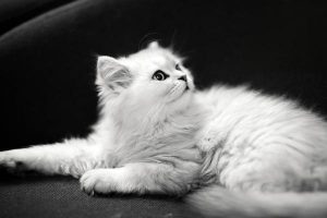 Autumn Care Tips for Your Cat