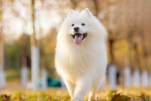 Autumn Care Tips for Your Dog