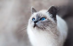 Autumn Pet Care: Three Essentials Your Pet Shouldn’t Miss