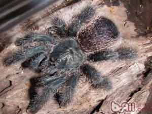Avicularia braunshauseni