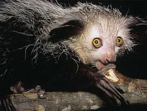 Aye-aye