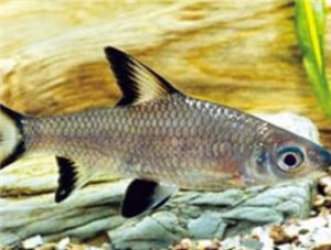 Bala Shark