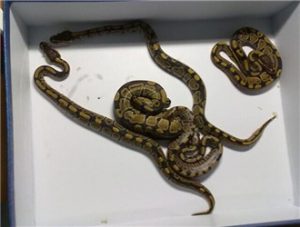 Ball Python