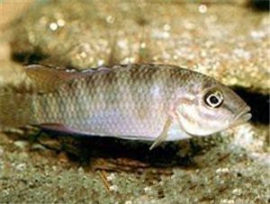 Banded-Tail Nanochromis