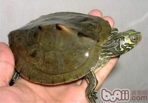Barbour’s Map Turtle
