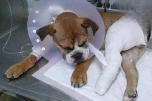 Basic First Aid Every Dog Owner Should Know