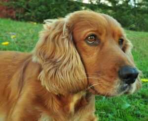 Basset Hound