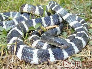 Beaked Sea Snake