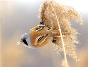 Bearded Parrotbill