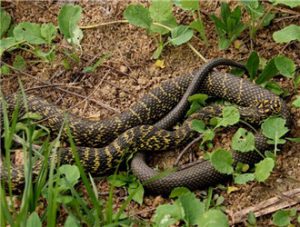 Beauty Snake (King Rat Snake)