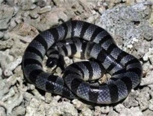 Belcher’s Sea Snake