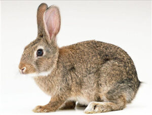 Belgian Rabbit