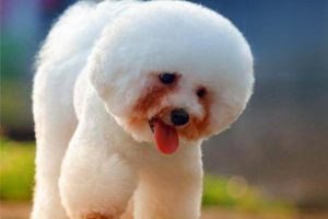 Best Dog Food for Reducing Bichon Frise Tear Stains