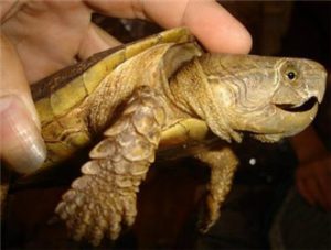 Big-headed Turtle