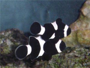Black and White Percula Clownfish