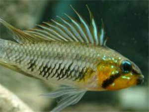 Black-banded Dwarf Cichlid