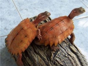 Black-breasted Leaf Turtle