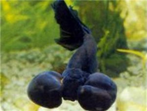 Black Bubble Eye Goldfish with Dorsal Fin