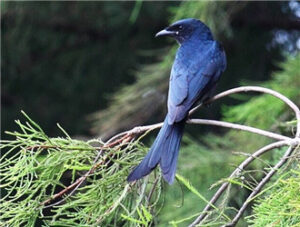 Black Drongo