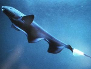 Black Ghost Knifefish