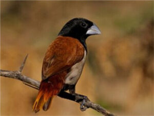 Black-headed Munia